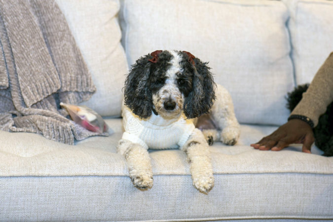 Family Dog Photoshoot