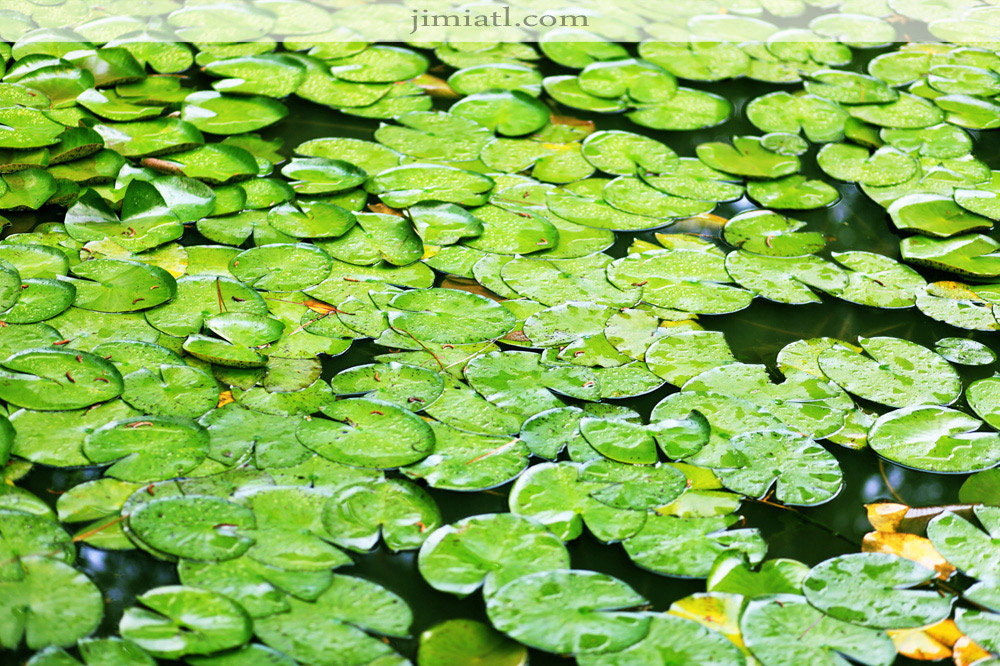 Green Leaves on Pond Surface