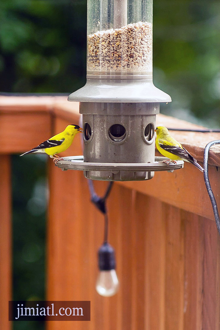 American Goldfinch Birds Eat