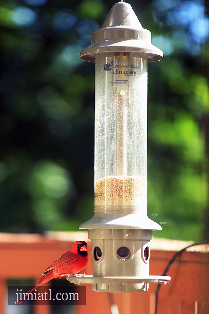 Northern Cardinal Ready To Eat