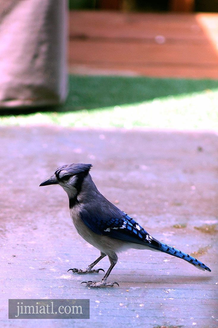 Blue Jay Profile Photo