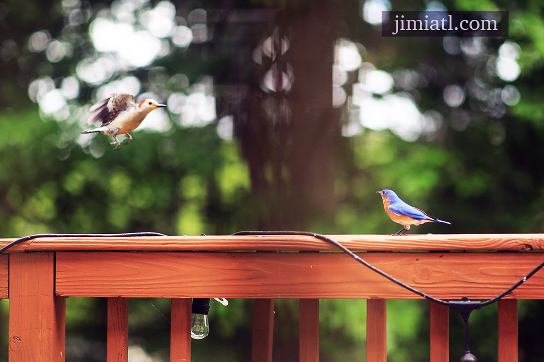 Bluebird Observes Woodpecker