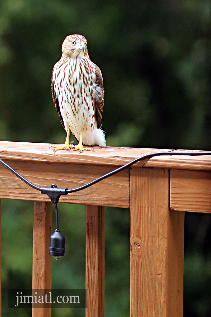 Cooper's Hawk Plans