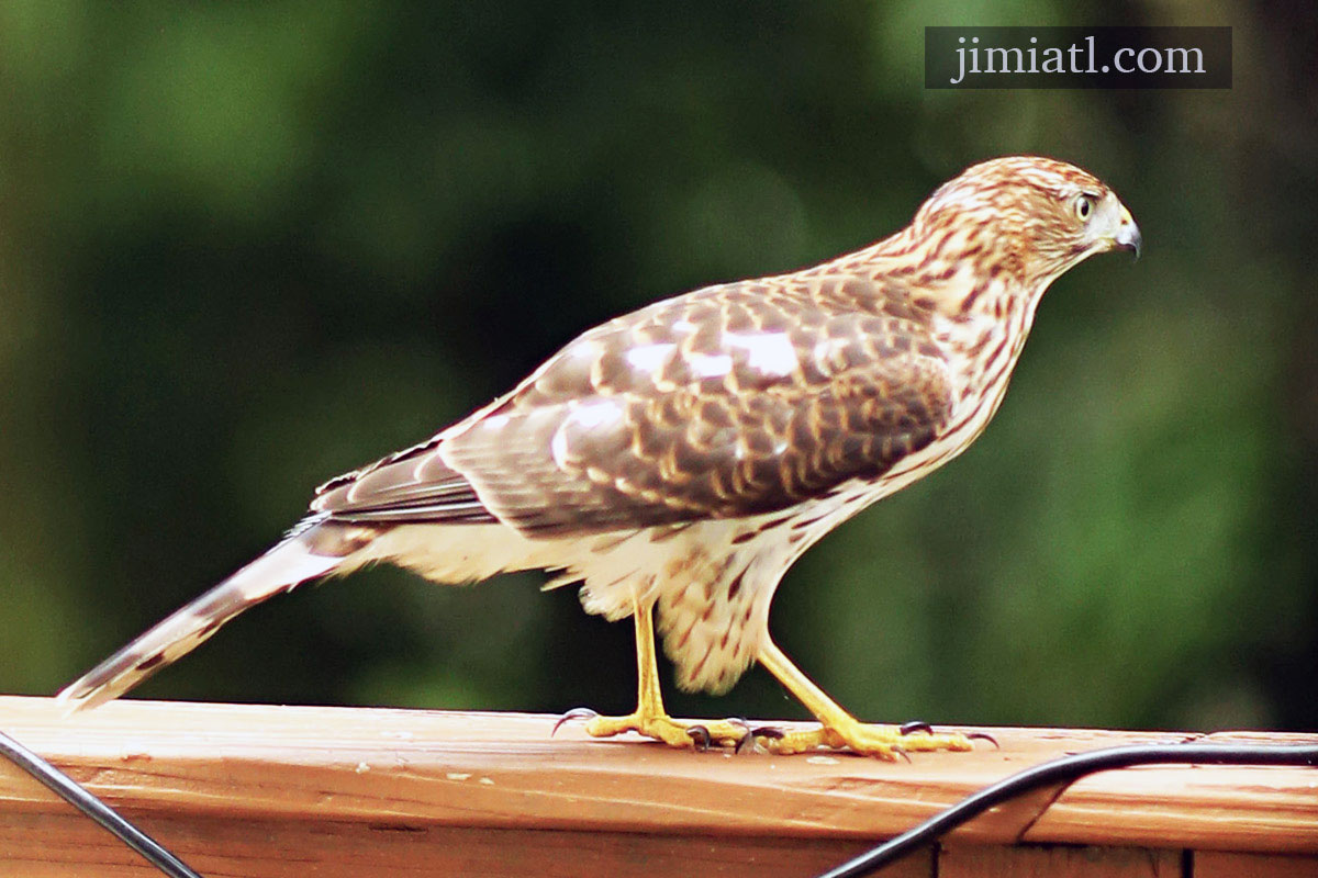 Cooper's Hawk Takes Flight