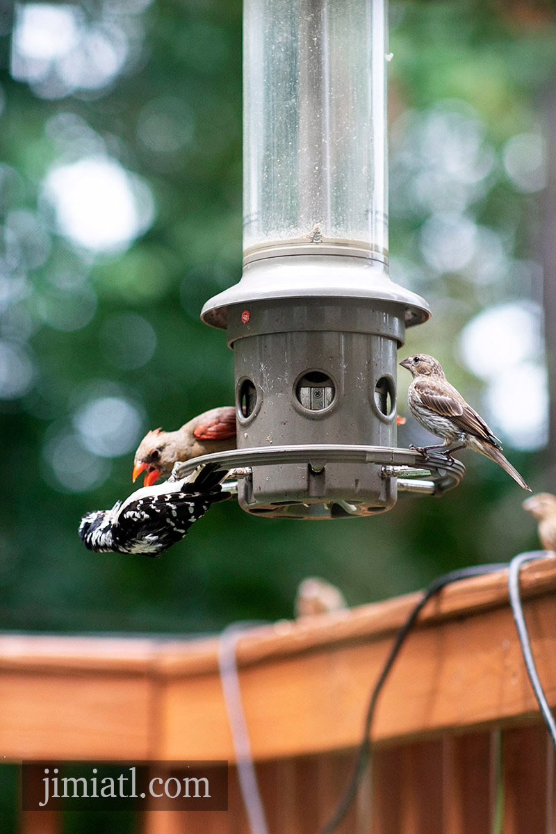 Downy Woodpecker dodges Cardinal