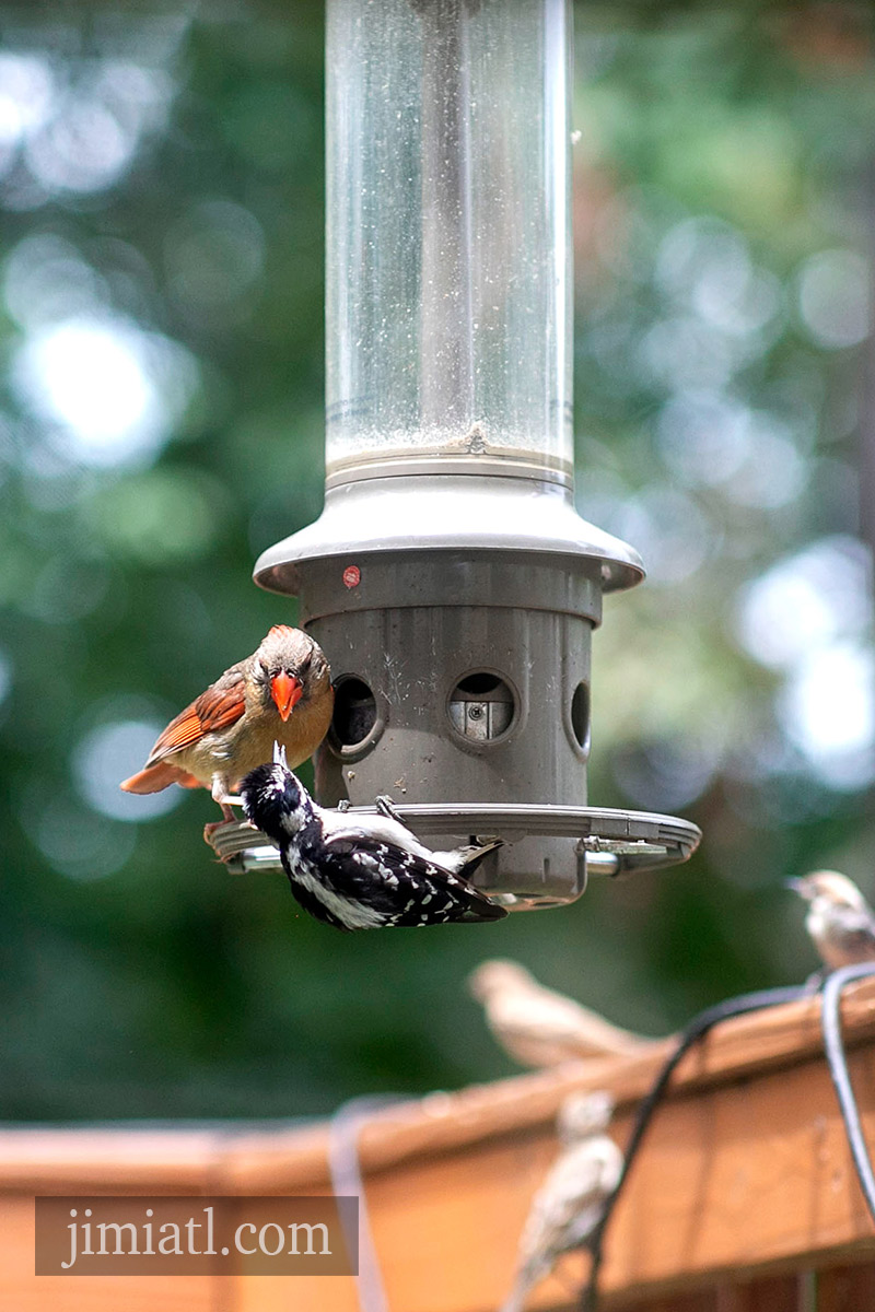 Female Cardinal Fights Woodpecker