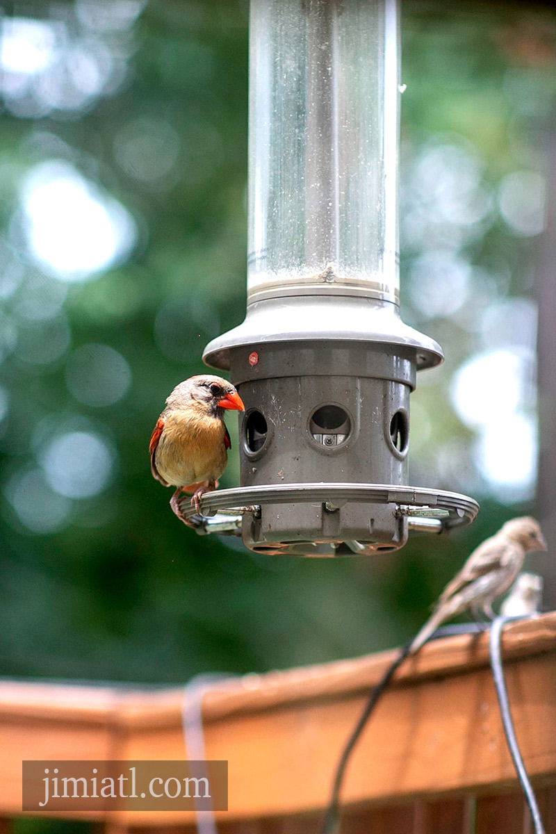 Female Cardinal Looks Around On Bird Feeder