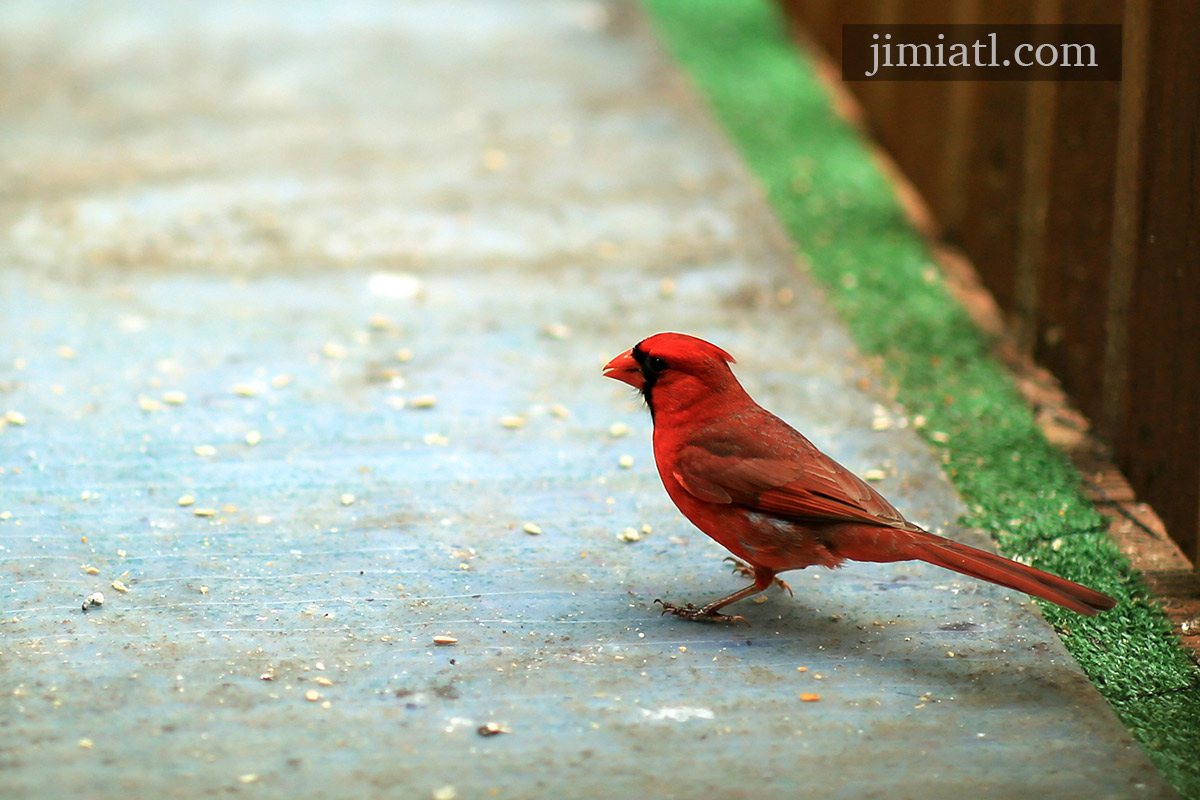 Red Male Cardinal Finds Food