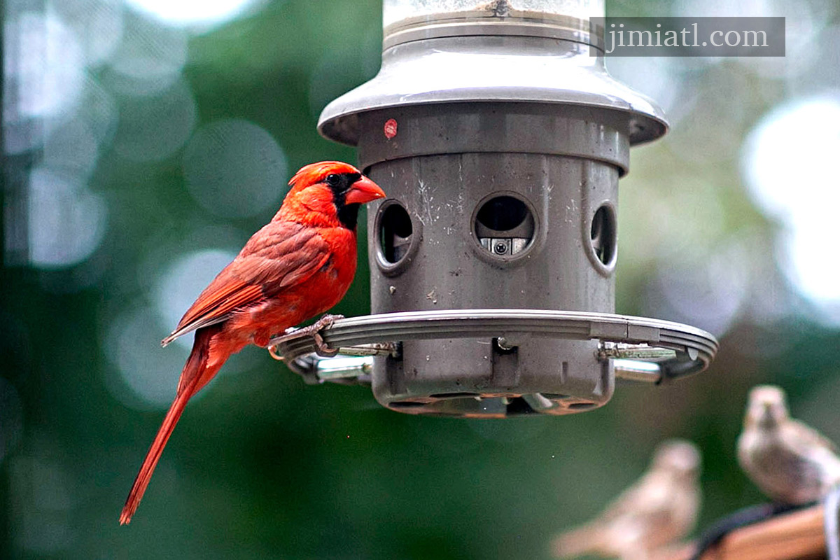 Red Male Cardinal Close Up