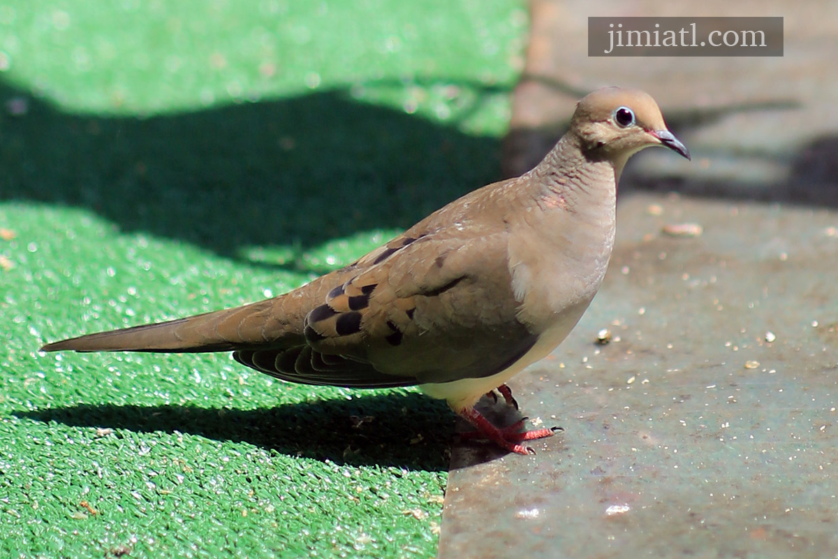 Mourning Dove Close Up