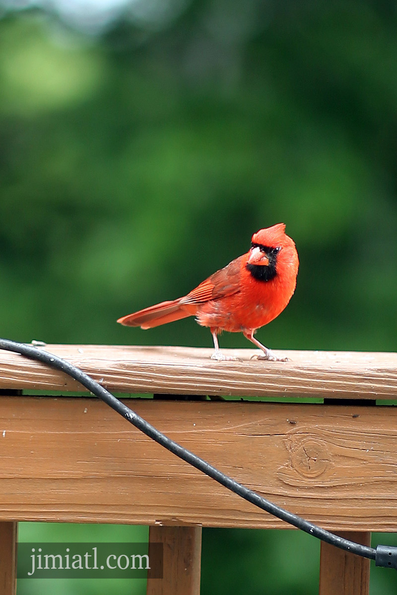 Male Cardinal Observes