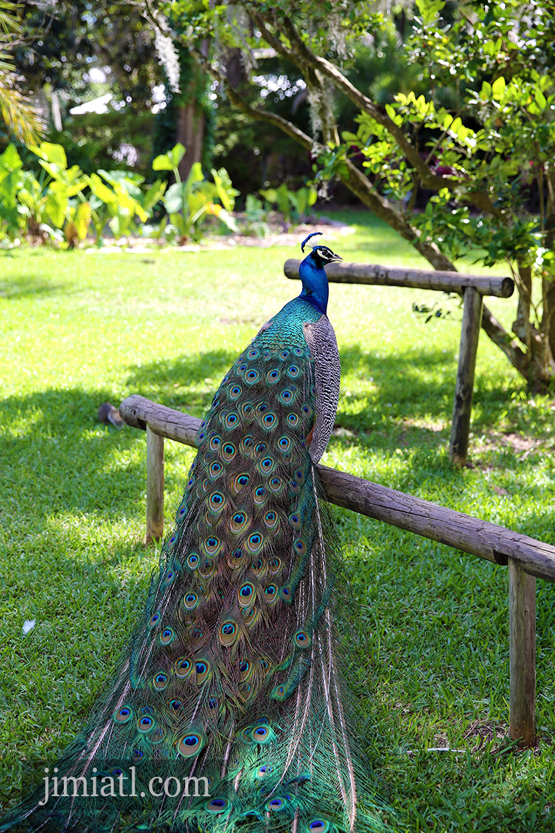 Beautiful Peacock Full Body Photo
