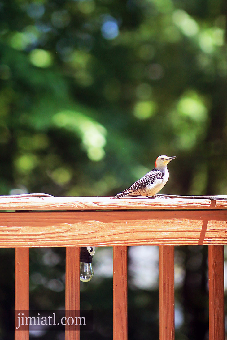 Red-bellied Woodpecker Observes