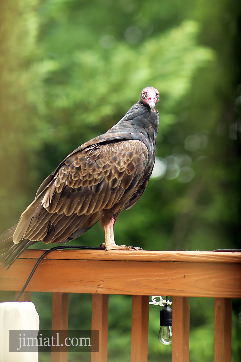 Turkey Vulture Portrait