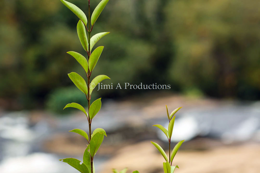 Plant By River