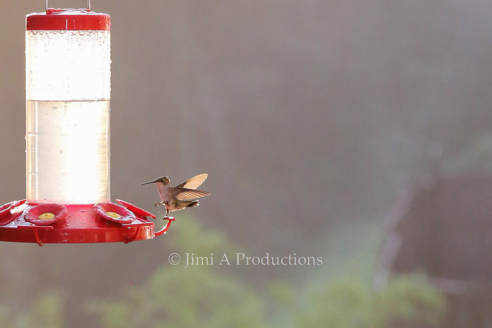 Hummingbird Lands for Nectar