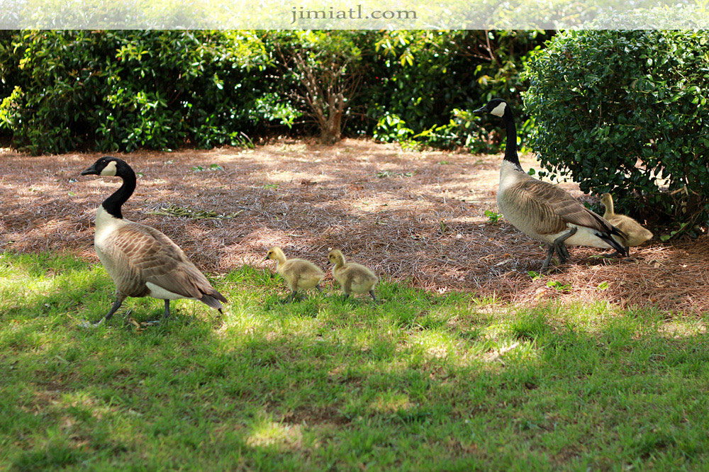 Geese and Their Young