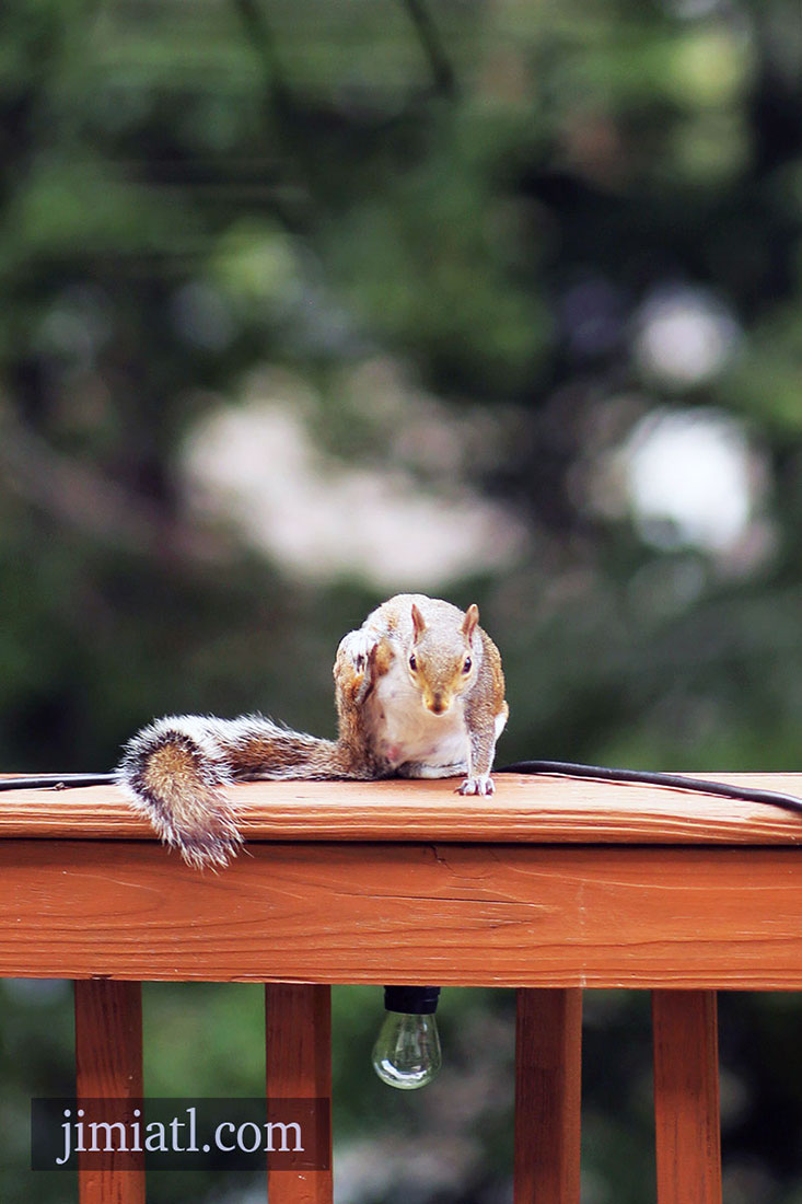 Itchy Squirrel On Deck