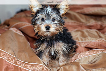 Terrier dog poses on bed for pet photography portrait.