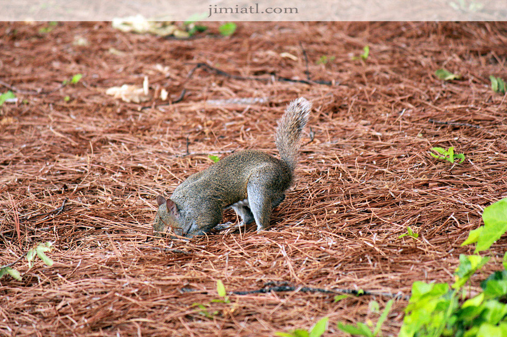 Squirrel Digs