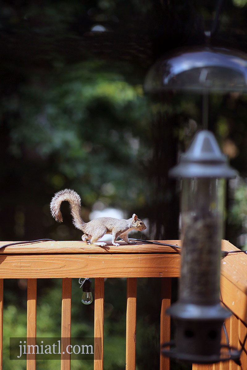 Squirrel Walks Along Deck