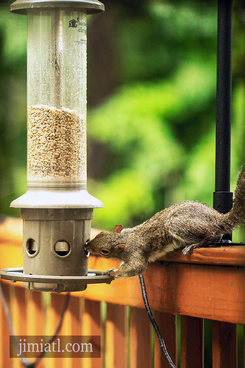 Squirrel Shut Down By Bird Feeder